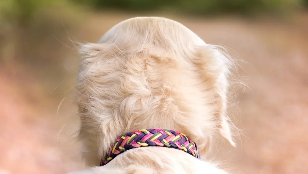 Collier tressage pour chien Olympe – Image 9